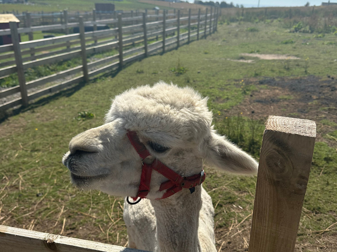 Caithness Animal Farm Park-Lybster必去景点