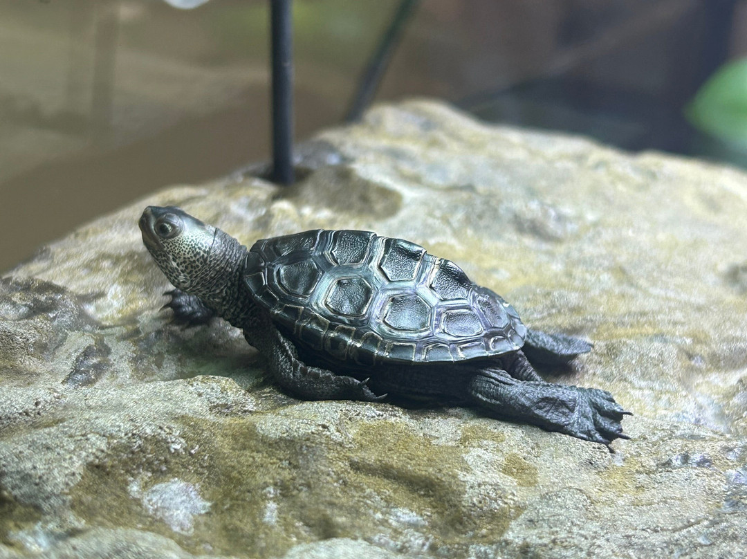 Oatland Island Wildlife Center-萨凡纳必去景点