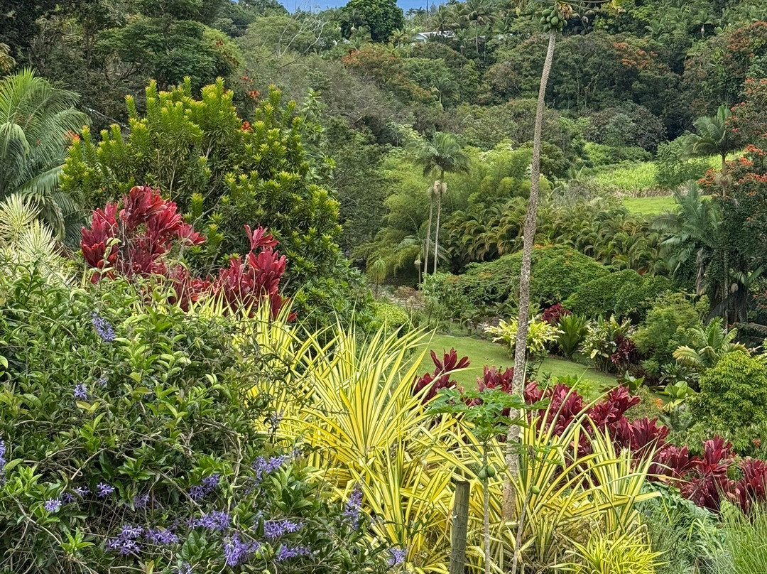 Hamakua Chocolate Farm-帕派科欧必去景点