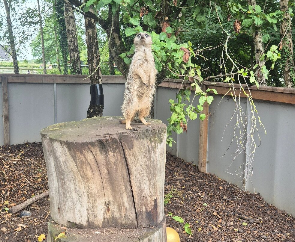 C & J's Animal Park-Portadown必去景点