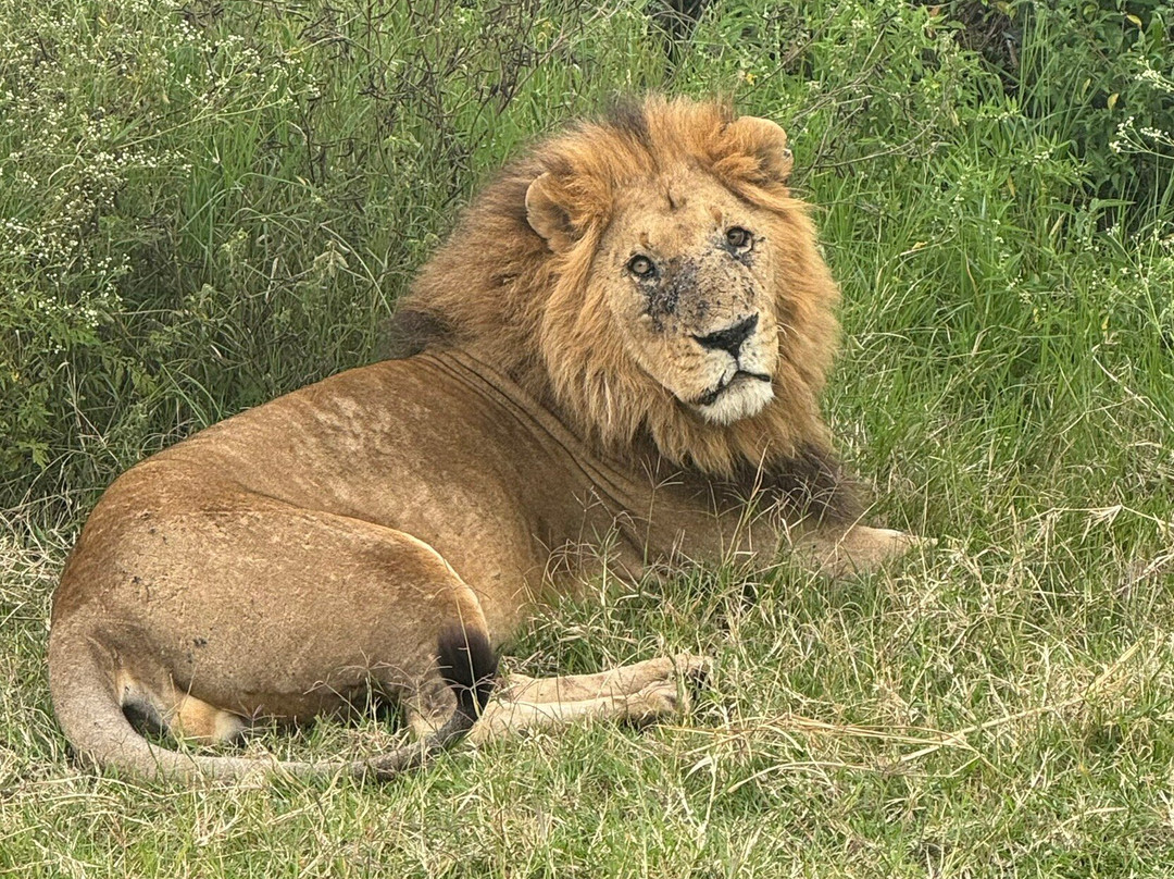 Safaris By Max-内罗毕必去景点