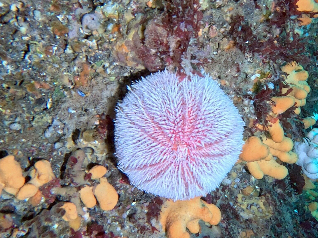 Dive Academy-Inishmore必去景点