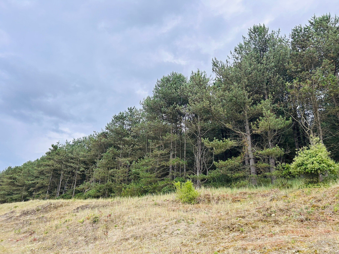Holkham National Nature Reserve-Holkham必去景点