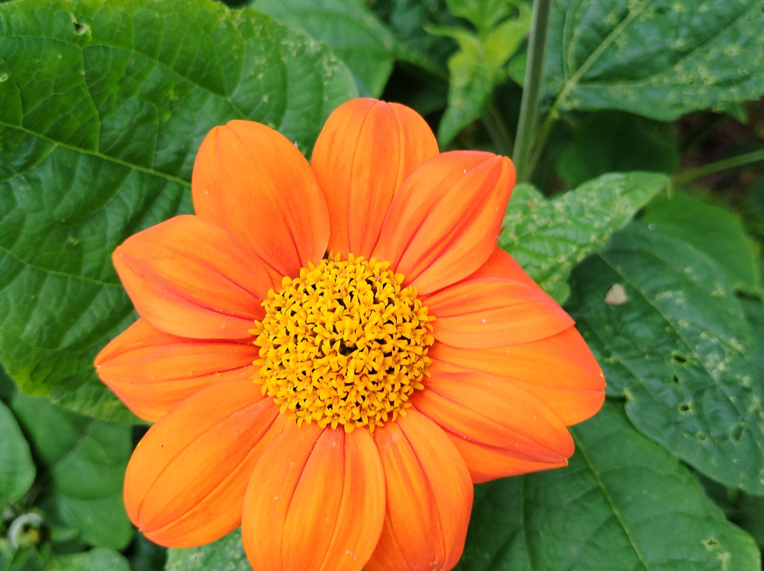 East Ruston Old Vicarage Garden-诺威奇必去景点