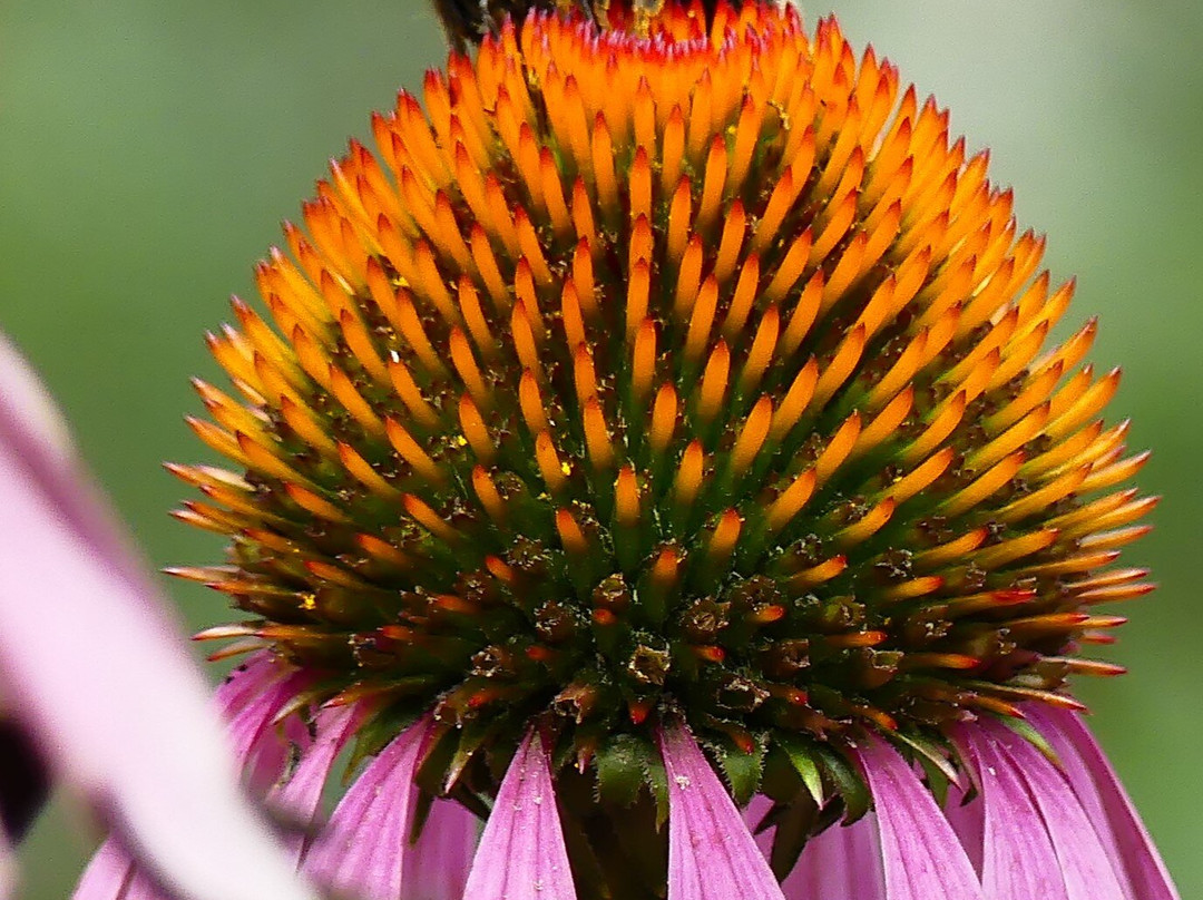 Warnham Local Nature Reserve-霍舍姆必去景点