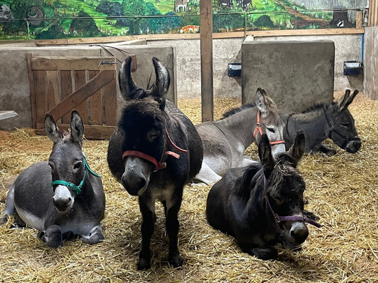 Moel Famau Donkeys-Llanferres必去景点