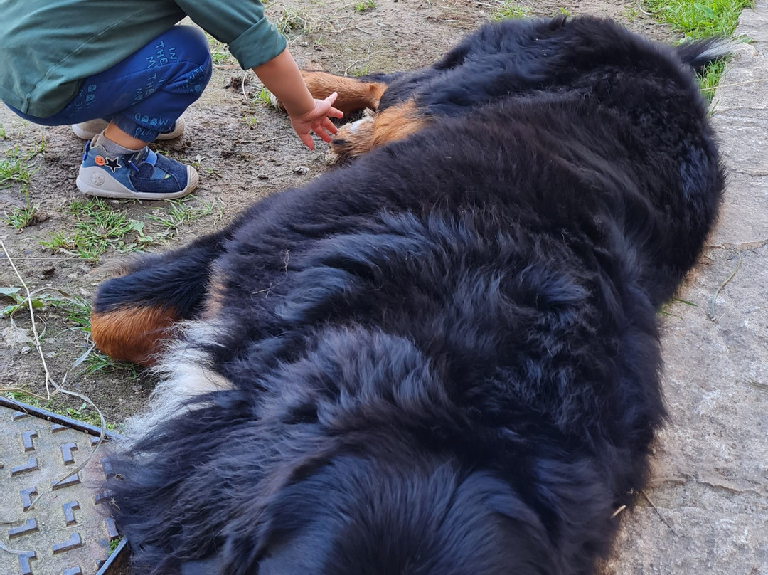 Malga Val Dei Brenzi-Fai della Paganella必去景点