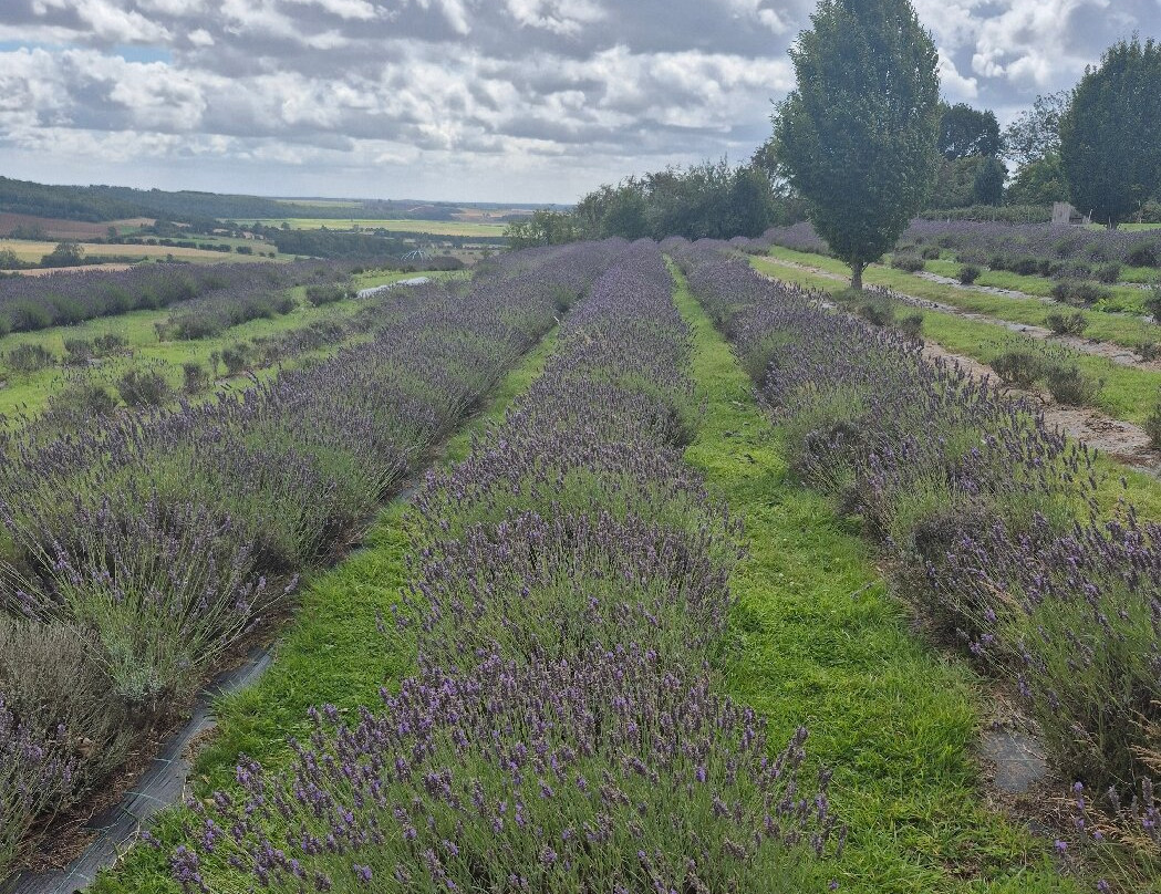 Yorkshire Lavender-Terrington必去景点