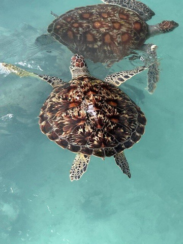 Mo Tours & Safaris-石头城必去景点