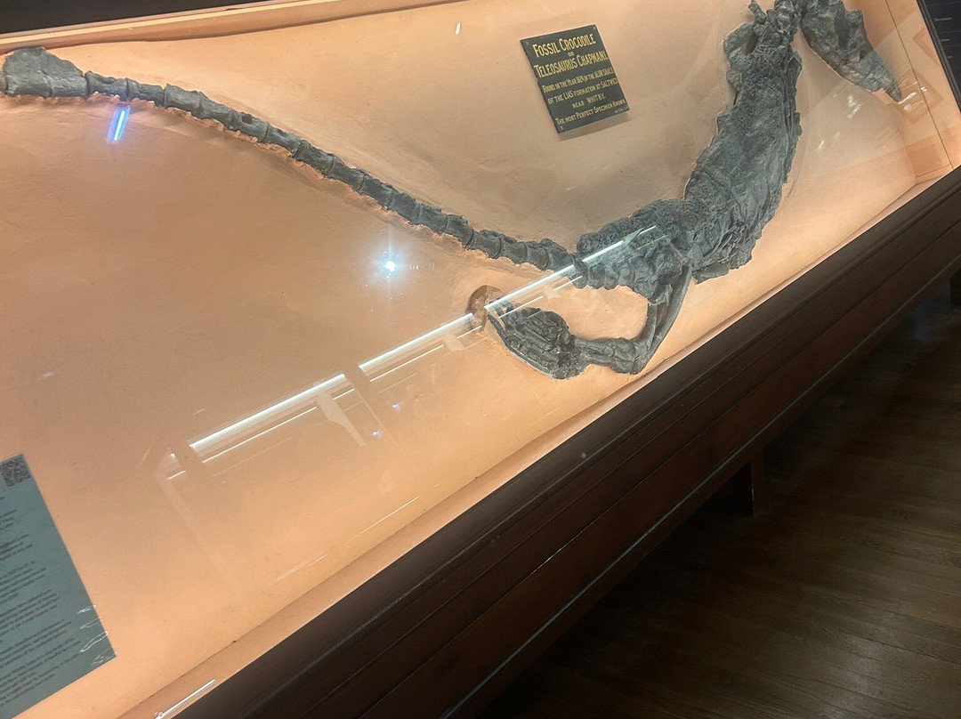 Whitby Museum-惠特比必去景点