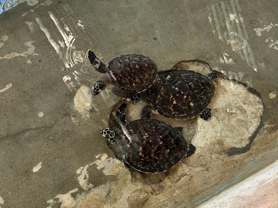 Kai Wai Ocean Sports-纳迪市必去景点