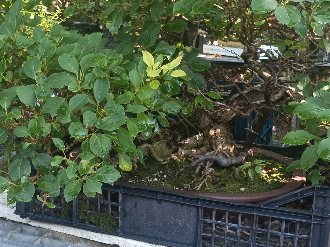 Giardino Museo Bonsai della Serenità-Tarzo必去景点