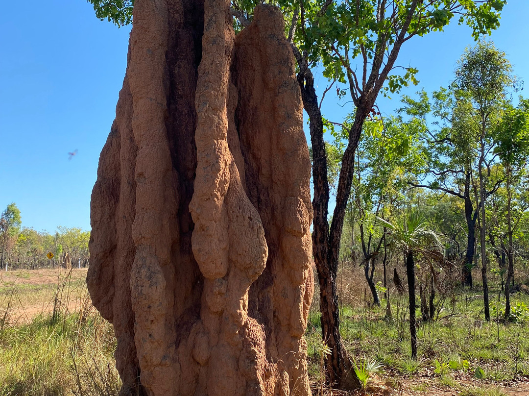 Litchfield Escapes-达尔文市必去景点