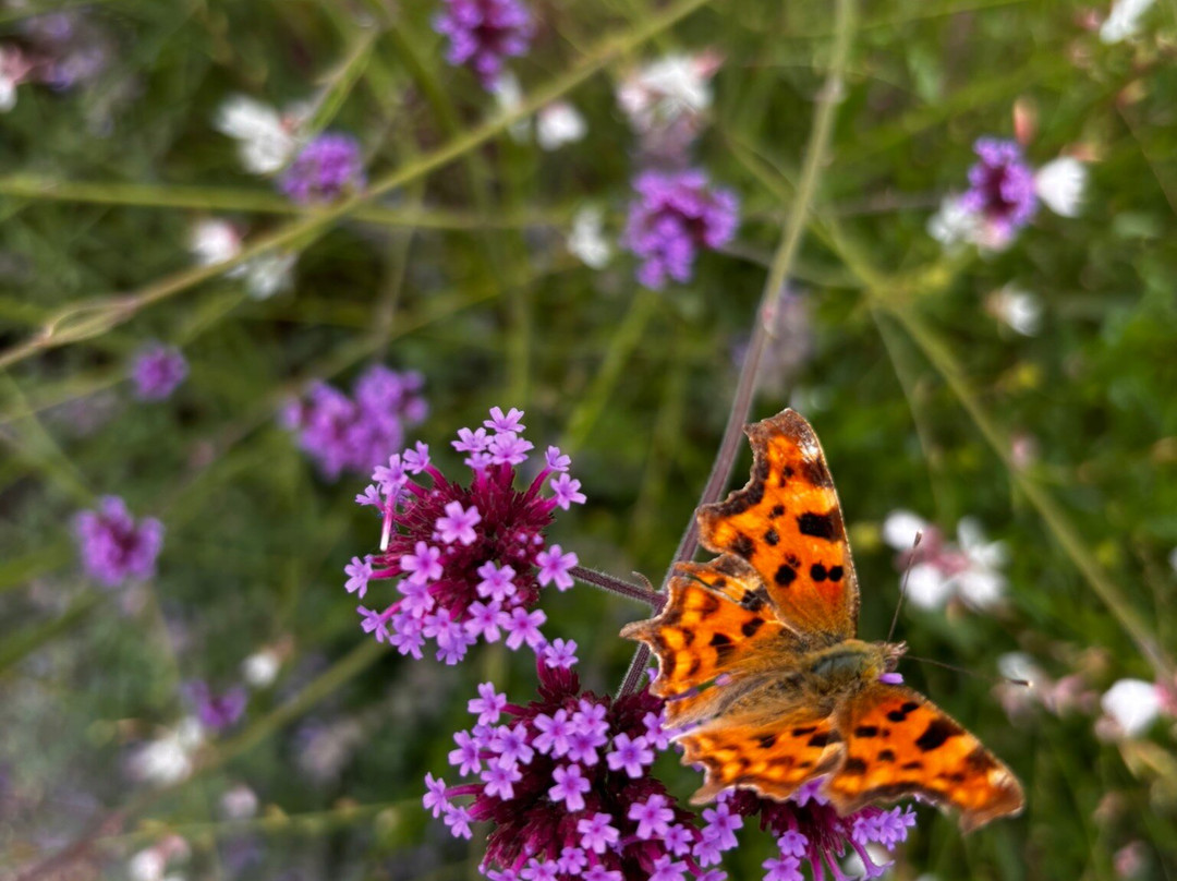 The Old Kent Barn主图