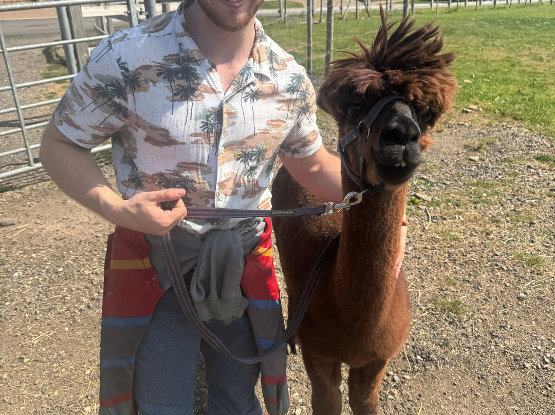 Meadowcroft Farm Alpacas-Bury必去景点