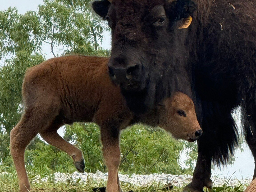 Big Balls Ranch-Cleveland必去景点