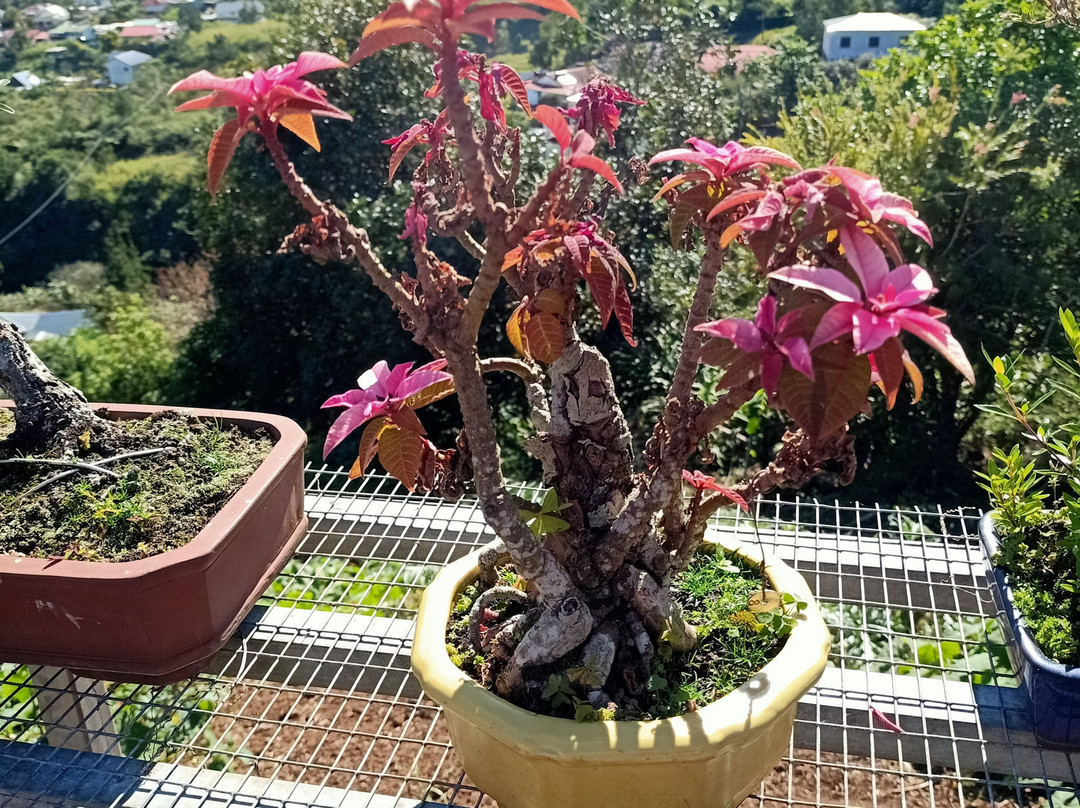 Jardin de Bonsais-圣路易岛必去景点