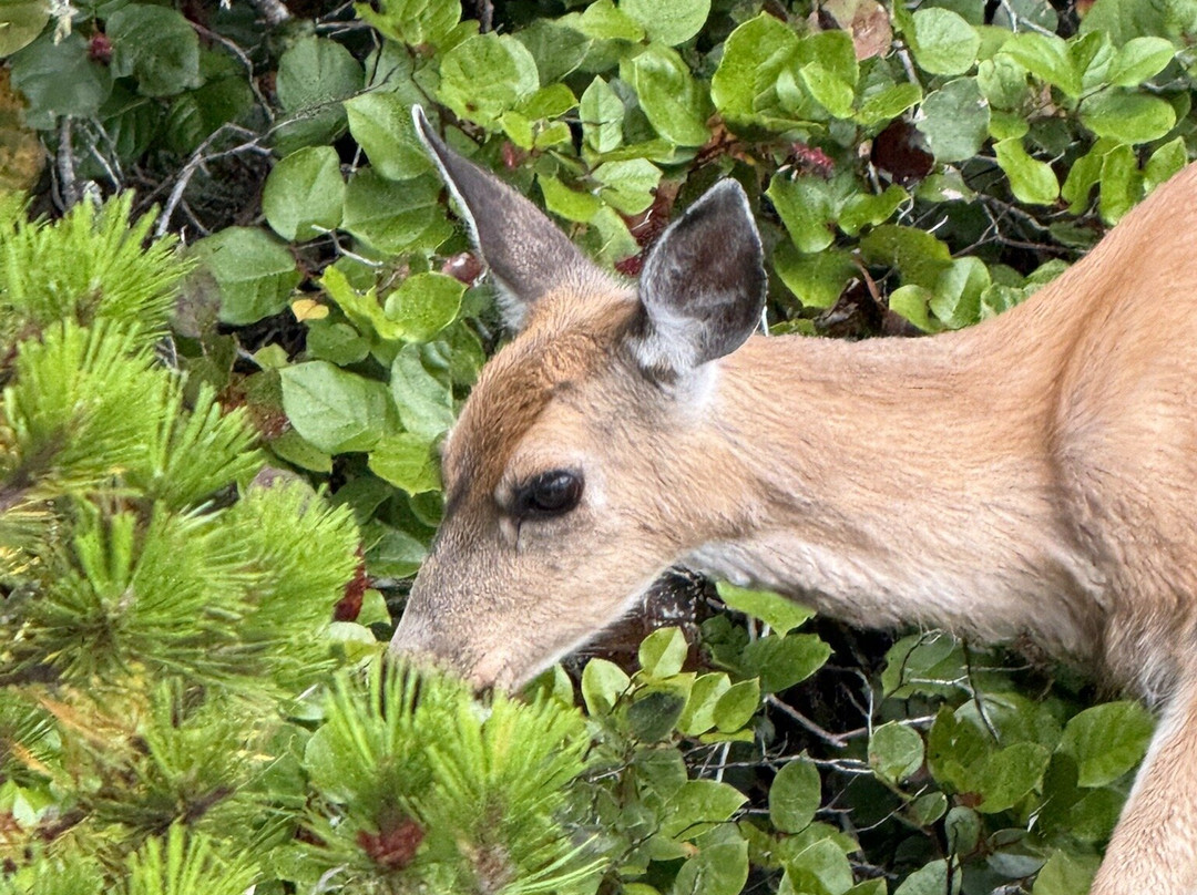 Kingfisher Wilderness Adventures-Port McNeill必去景点