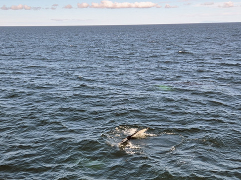 Sea Trips Reykjavík-雷克雅未克必去景点