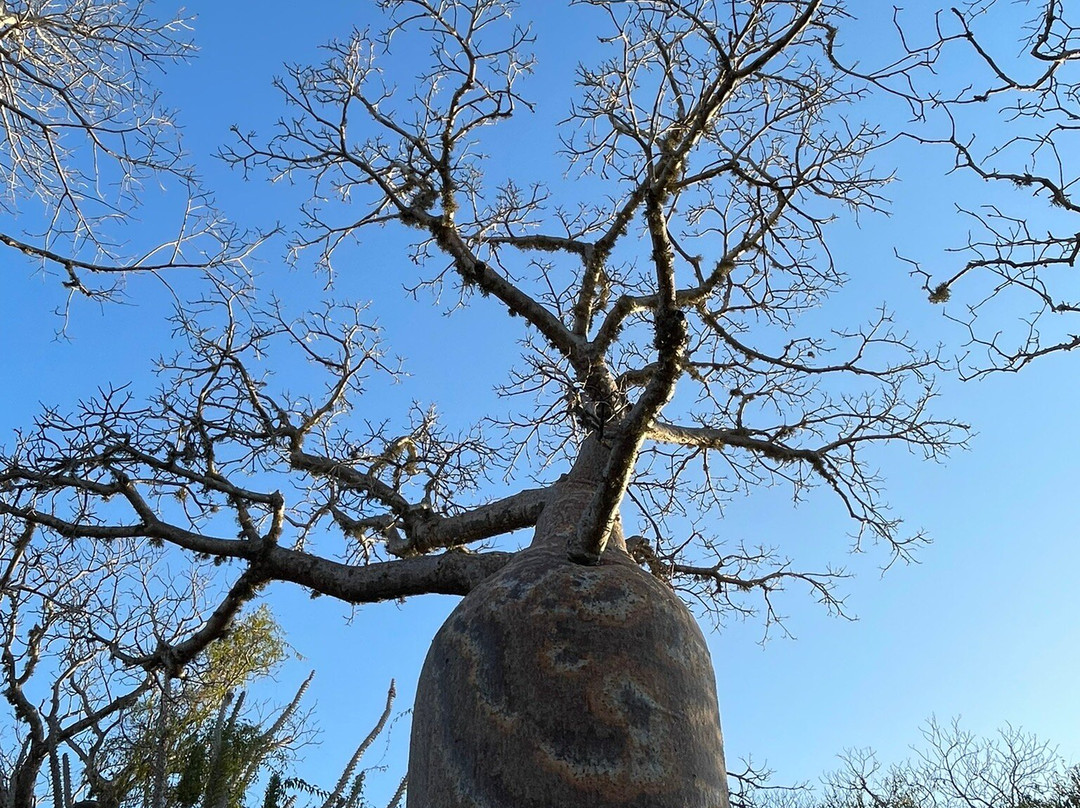 Reserve Reniala-Ifaty必去景点