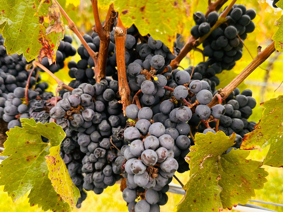 Vinedos San Francisco主图