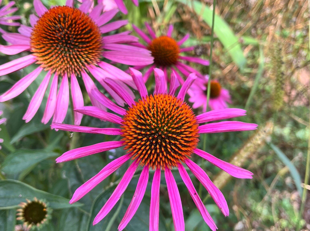 Island Lavender Distillery-Bonshaw必去景点