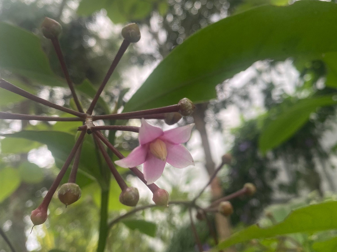 Botanical Garden-科希策必去景点