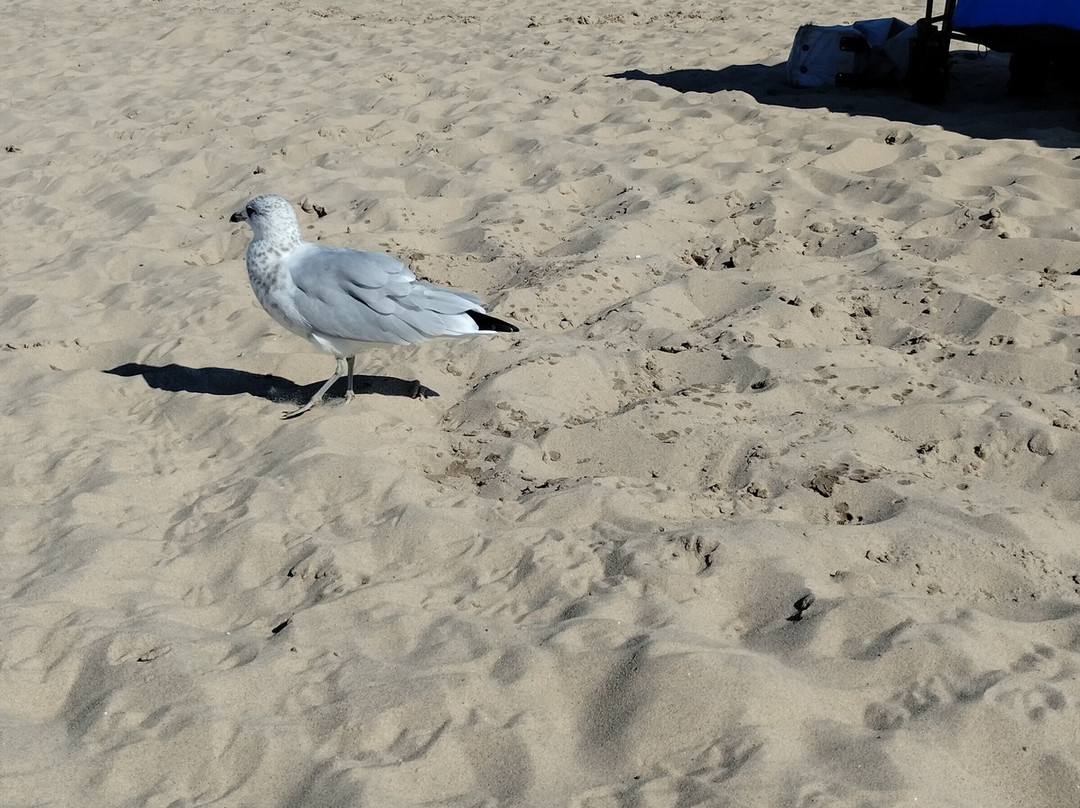 South Beach-南黑文必去景点