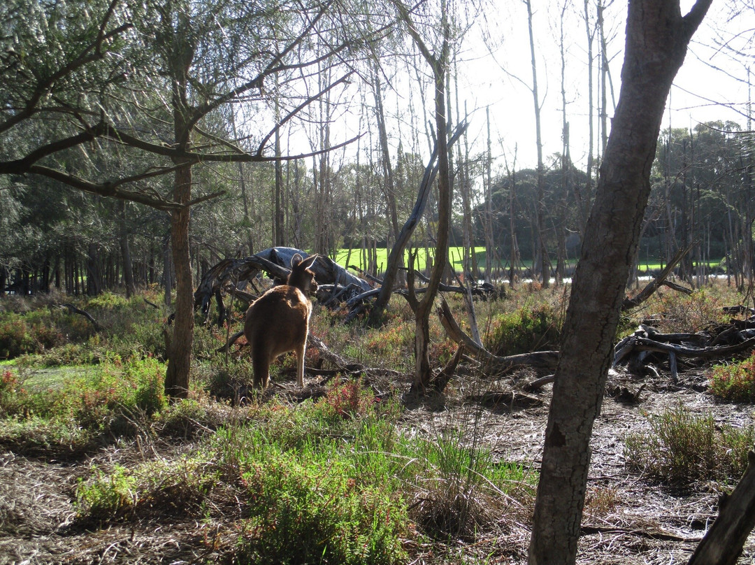赫瑞森岛-珀斯必去景点