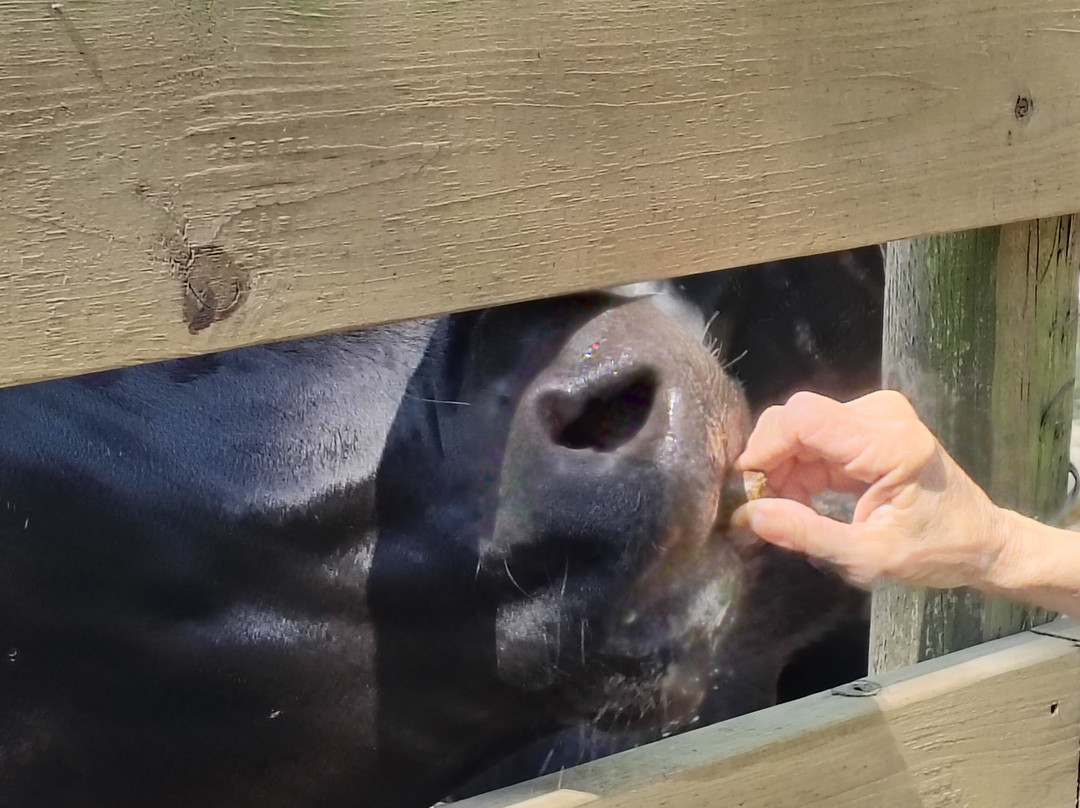Turquoise Acres Ranch-卡蒂必去景点
