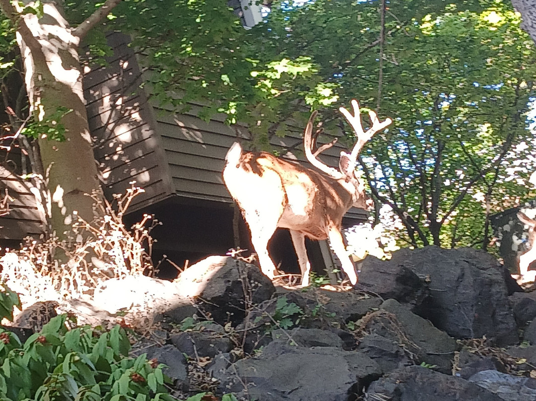 Plaza Inn And Suites At Ashland Creek主图