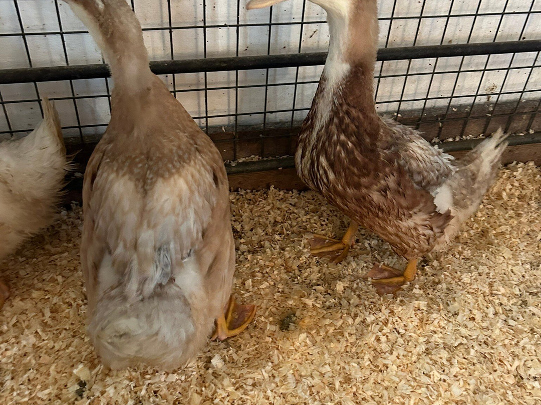 The Castle & Gardens of Mey-Thurso必去景点