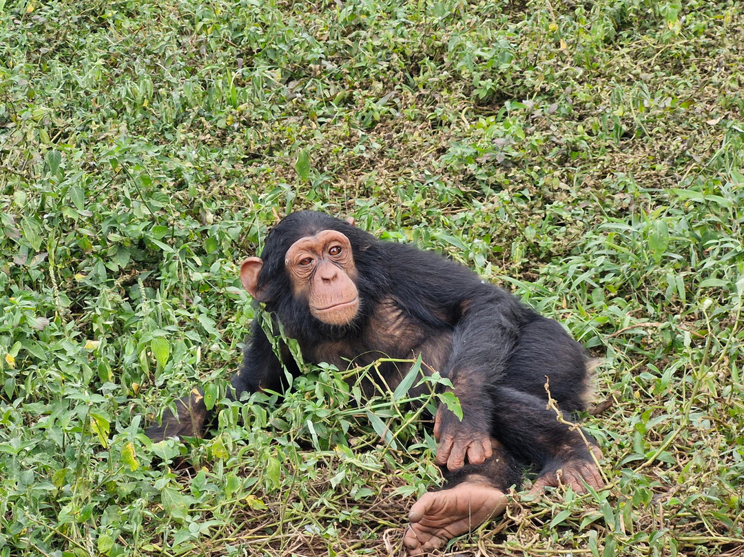 Ngoni Safaris Uganda-坎帕拉必去景点