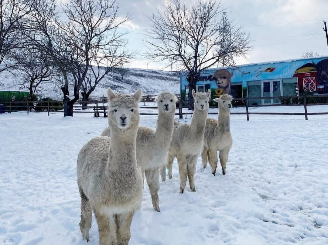 Alpaca Azerbaijan-Meysary必去景点