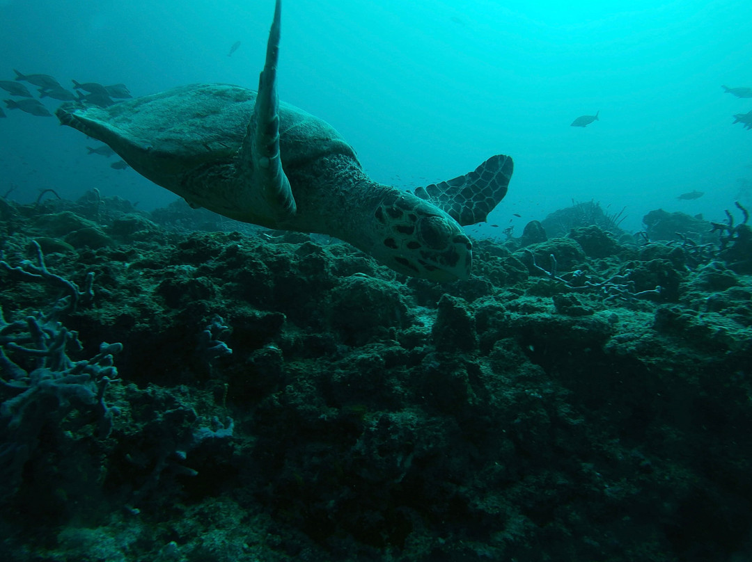 Werner Lau Diving Centers-菲利兹优岛必去景点