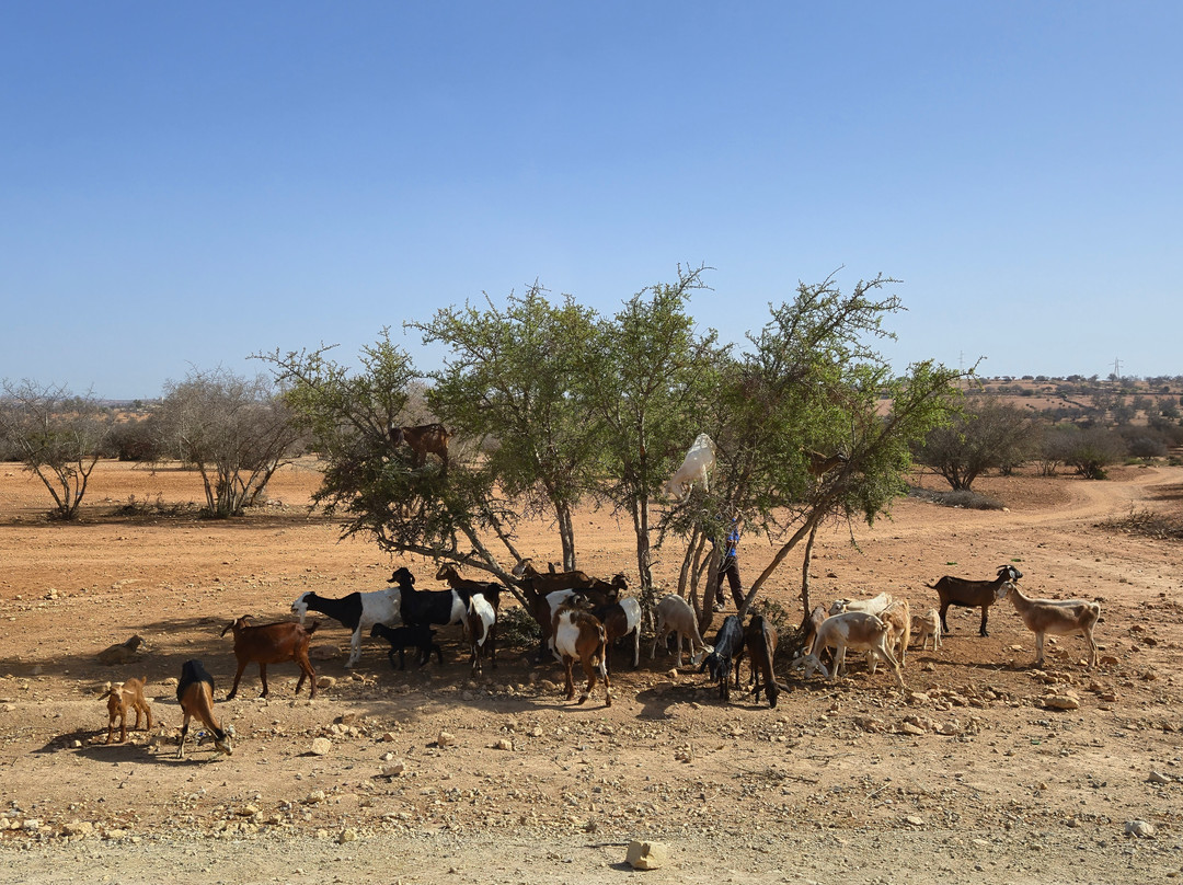 Marrakech Excursion-马拉喀什必去景点