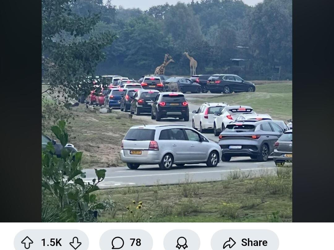 Beekse Bergen Safari Park-希尔法伦贝克必去景点