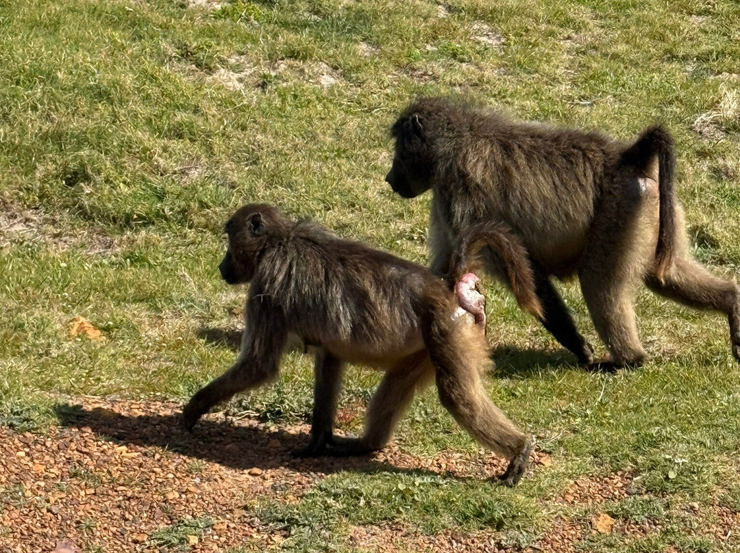 African Experience-Vredehoek必去景点