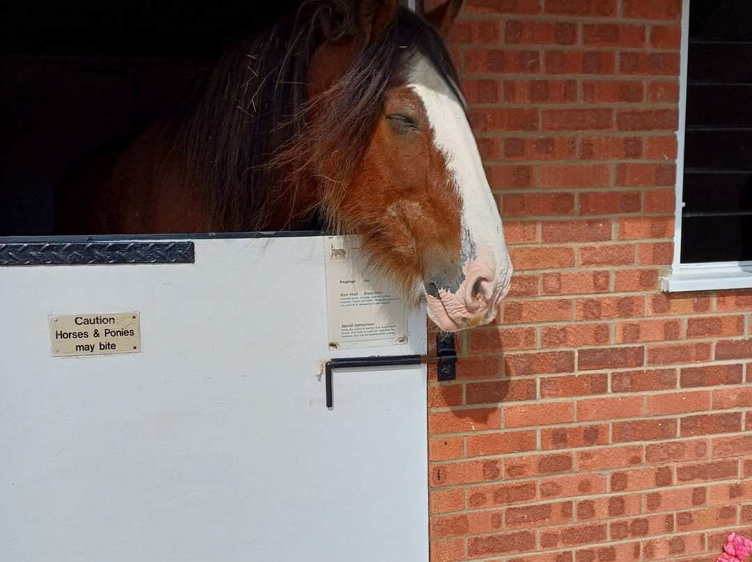 Hillside Shire Horse Sanctuary-West Runton必去景点