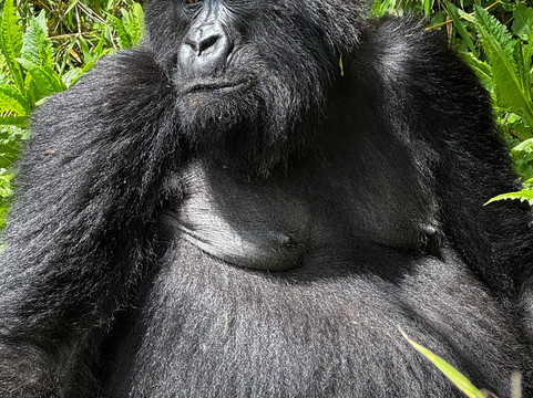 Standard Safaris-坎帕拉必去景点