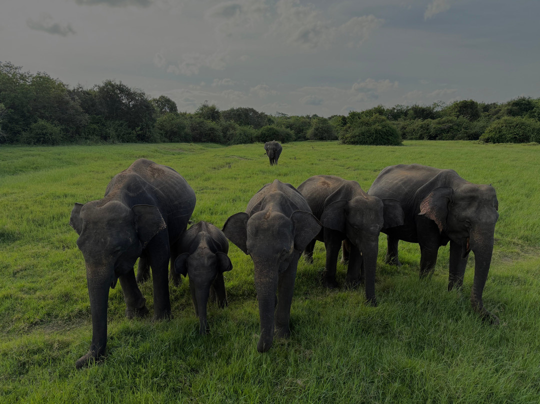 Private Tour Drivers Srilanka-卡图纳耶克必去景点