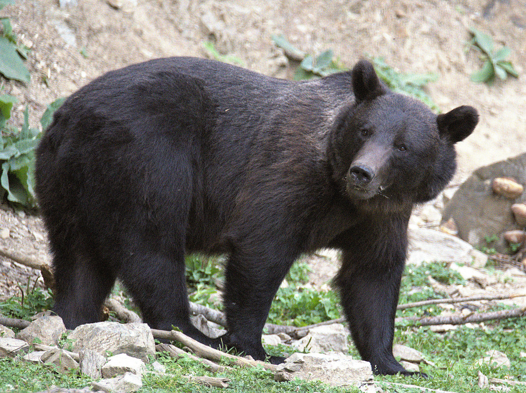 True Romania Tours-阿拉德必去景点