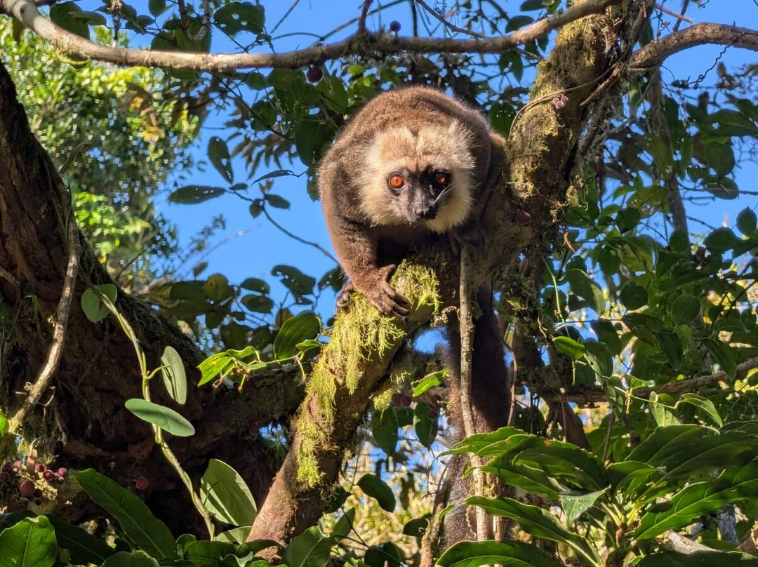 Madagascar Endemics & Resorts-安塔那那利佛必去景点