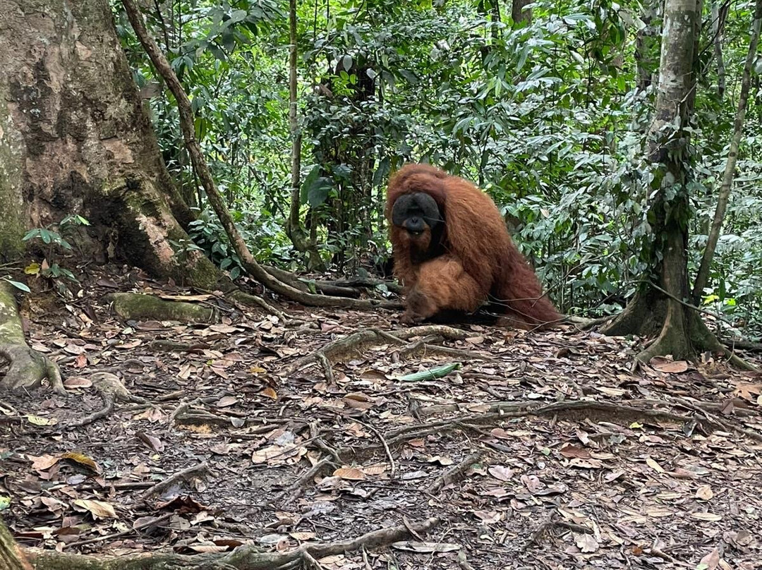 EcoTravel Bukit Lawang - Tours & Treks-武吉拉旺必去景点