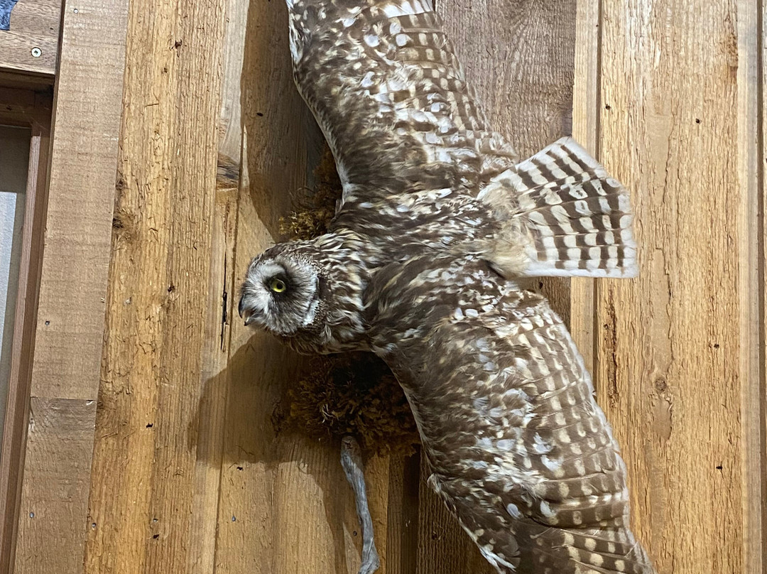 Canadian Wildlife Museum and Gift Shop-弗农必去景点