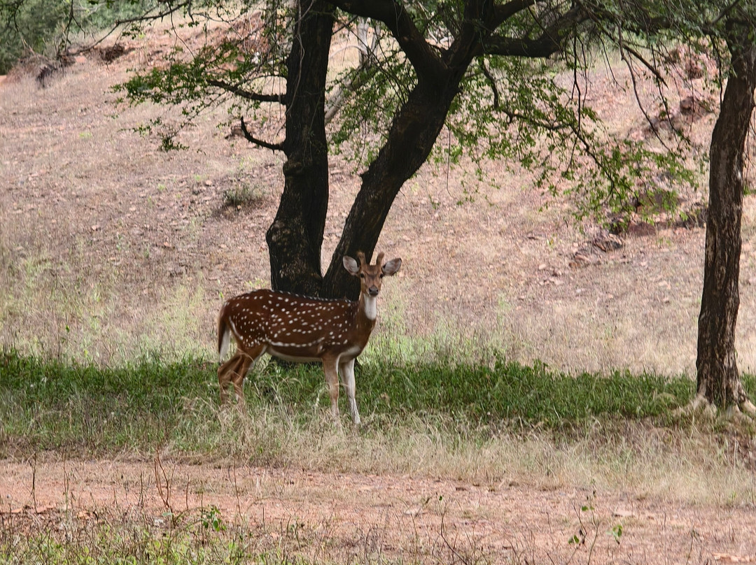 Nature Wanderers-Ramnagar必去景点