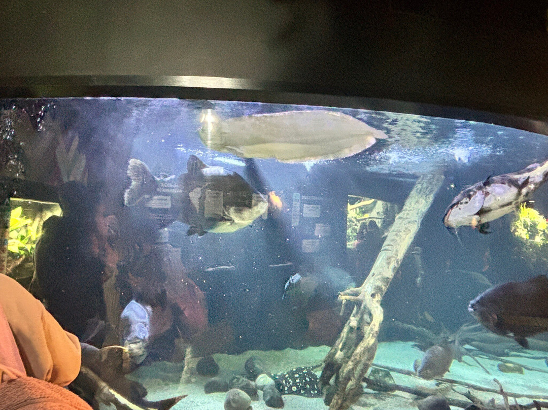 Blue Planet Aquarium-埃尔斯米尔港必去景点