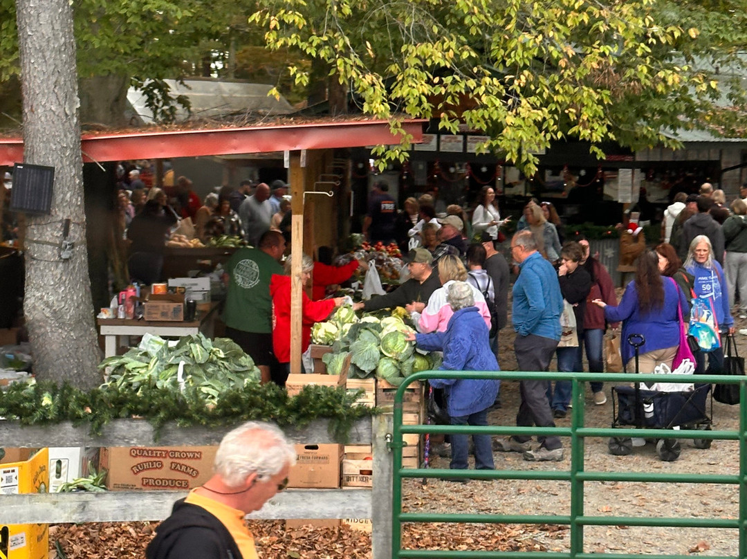 Christmas in the Woods