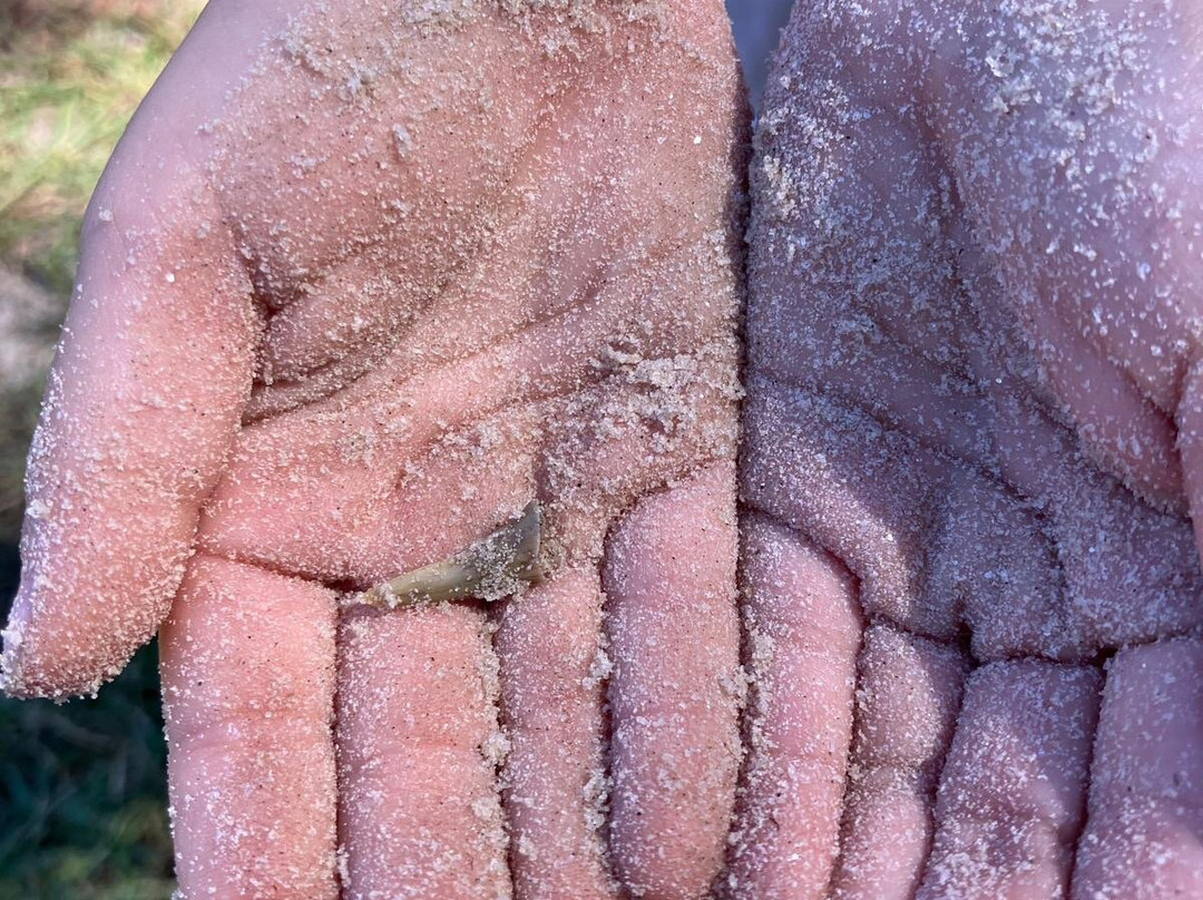 Santa's Christmas Tree Forest-Eustis必去景点