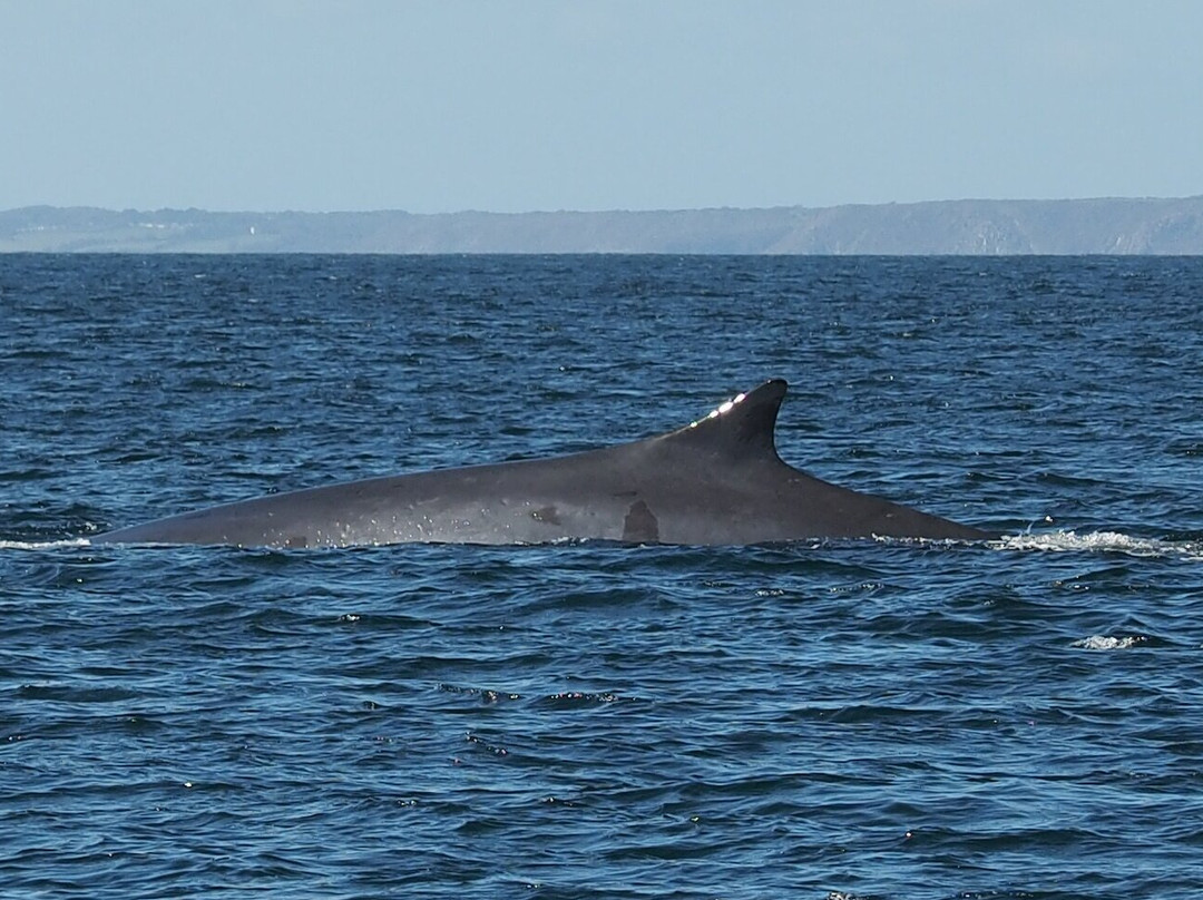 Ak Wildlife Cruises-法尔茅斯必去景点